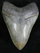 Light Colored Fossil Megalodon Tooth - Georgia #28280-2